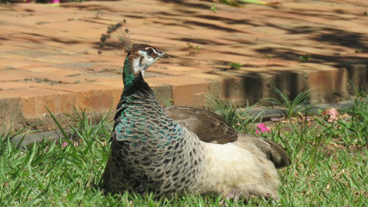 Dwaleni Farm Lodge Matsapha Buitenkant foto